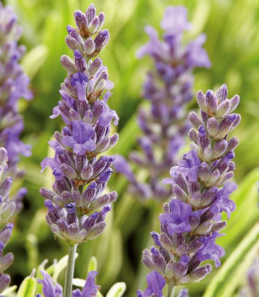 Lavandula intermedia 'Dutch'